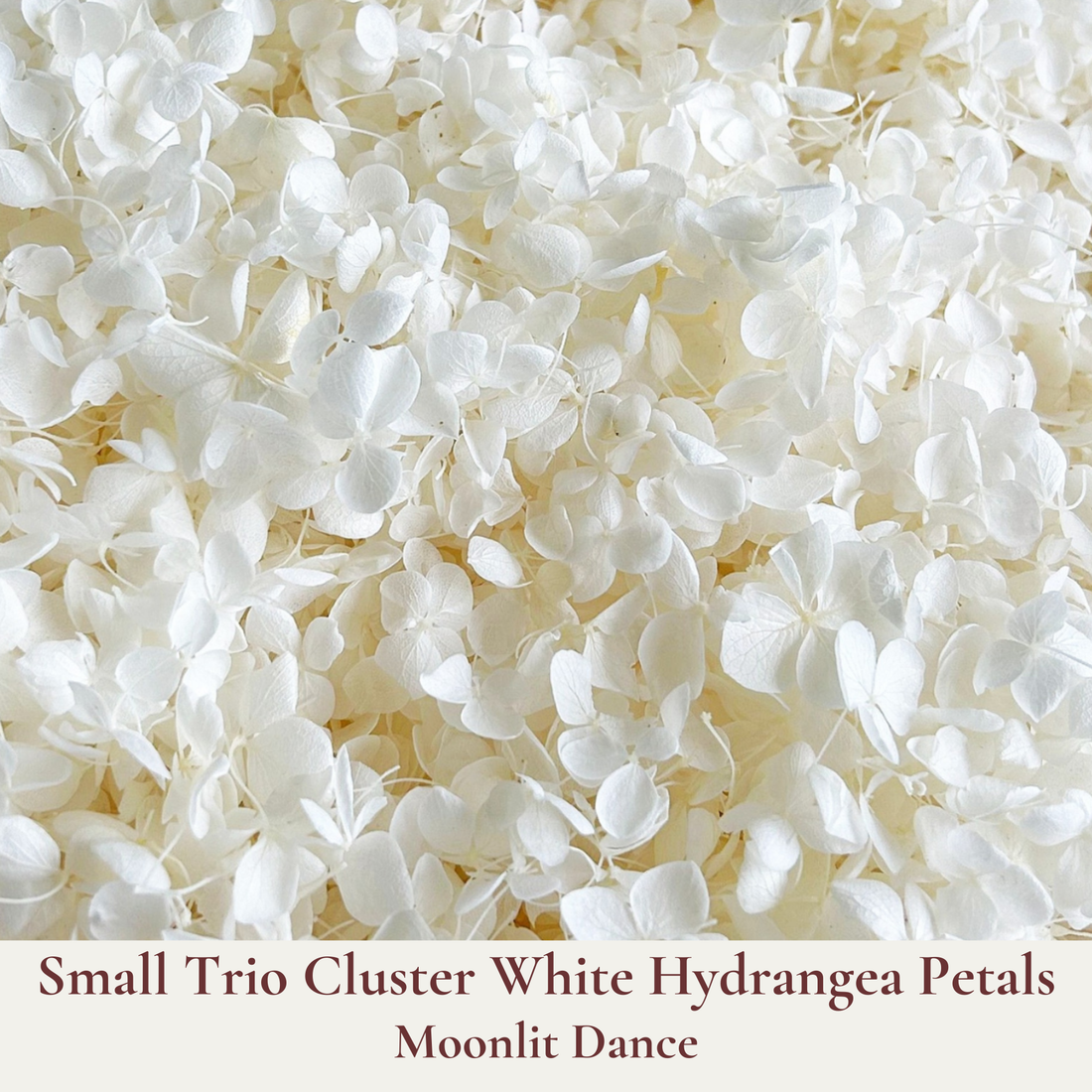 Biodegradable Confetti and Cones Bundle - Real Dried Flower Petal Confetti for your Wedding Ceremony