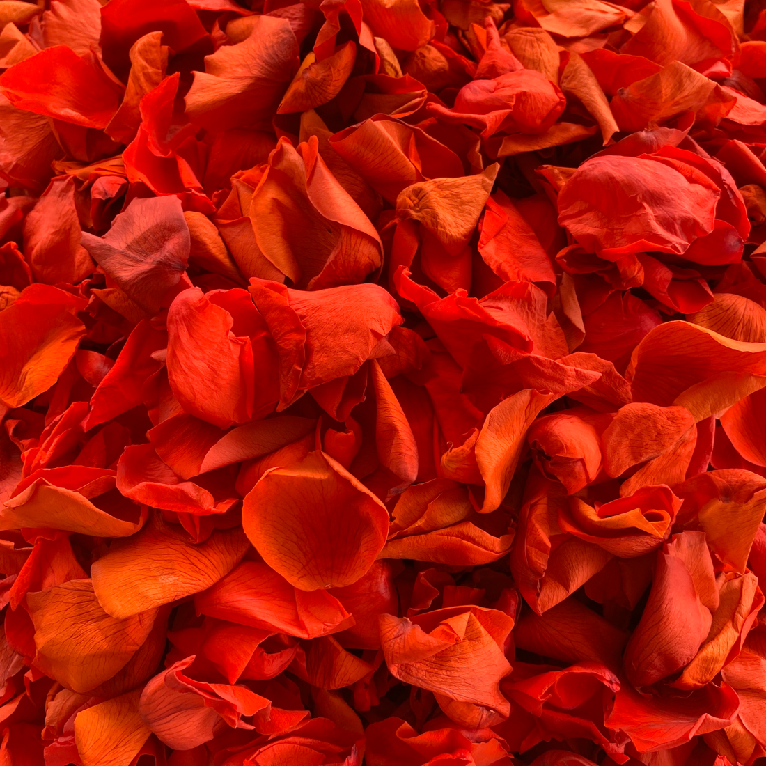 1 Litre Real Fire Red Rose Petal Wedding Aisle Flowers - Natural Biodegradable Large Rose Petals Flower Girl Basket Wedding Aisle Decoration