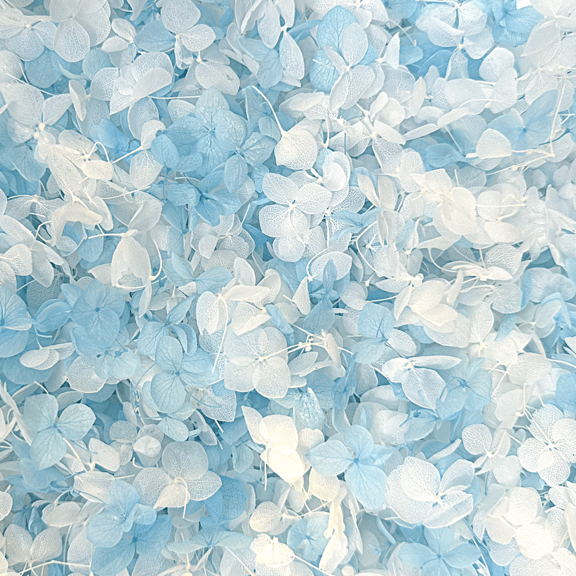 Biodegradable Confetti – Real Dried Flower Petal Wedding Confetti - Cloud Nine - Dried Flower Confetti - The Sprinkle Bar