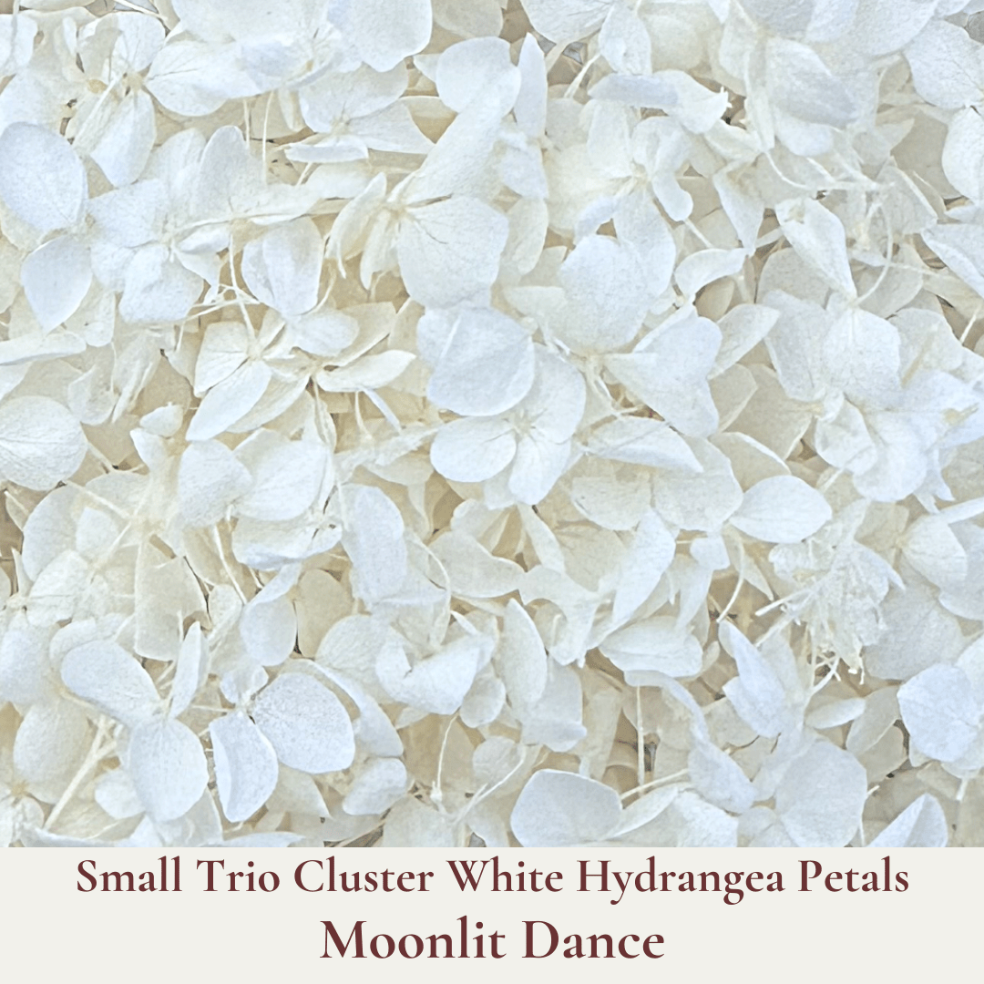 Biodegradable Confetti – Real Dried Flower Petal Wedding Confetti - Moonlit Dance - Dried Flower Confetti - The Sprinkle Bar