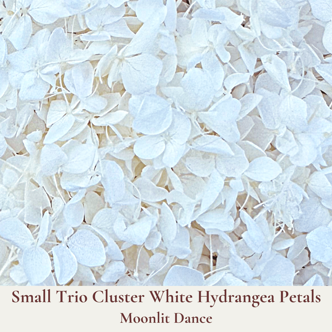 Biodegradable Confetti – Real Dried Flower Petal Wedding Confetti - Moonlit Dance