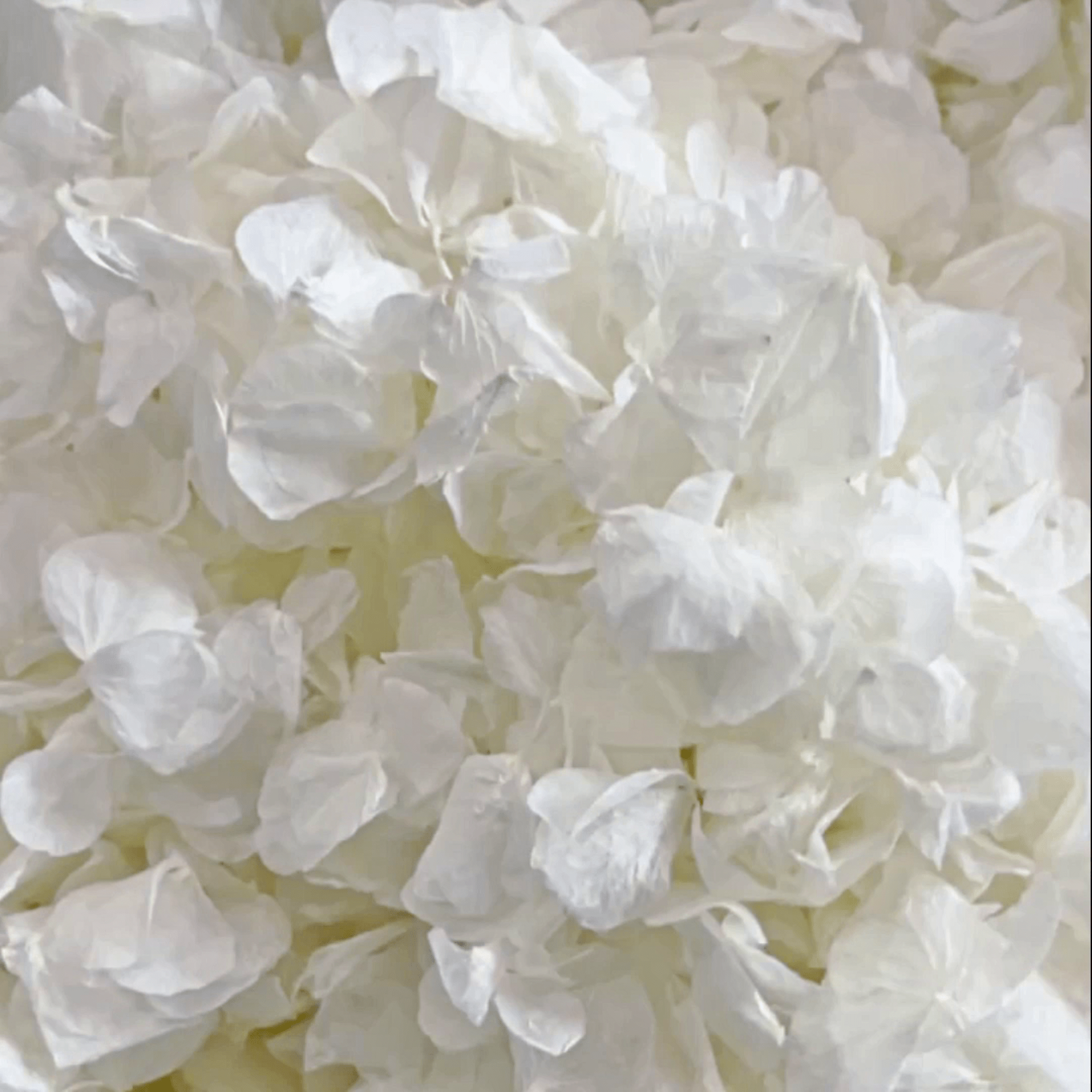 Biodegradable Confetti – Real Dried Flower Petal Wedding Confetti – Pure Elegance - Dried Flower Confetti - The Sprinkle Bar
