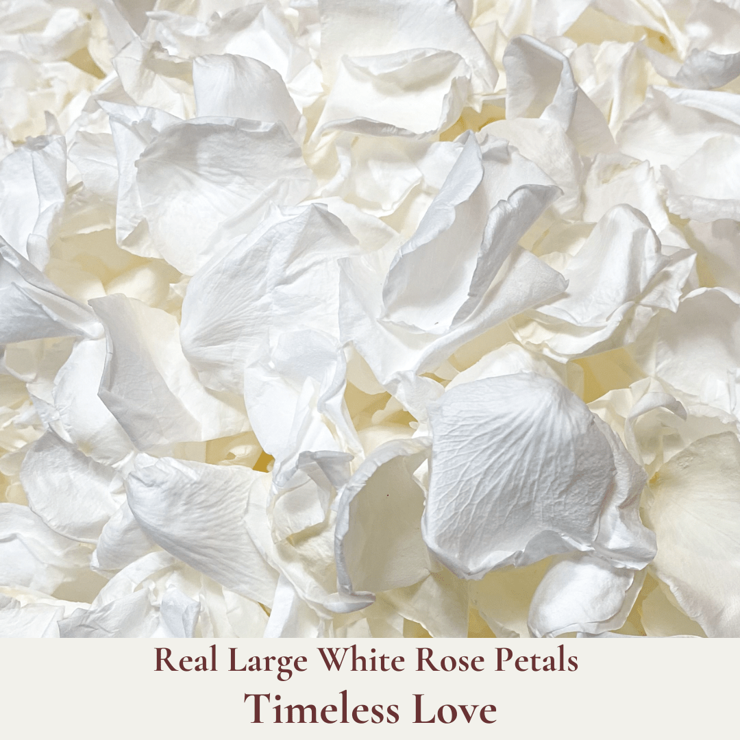 Biodegradable Confetti – Real White Rose Petal Wedding Confetti - Timeless Love - Dried Flower Confetti - The Sprinkle Bar