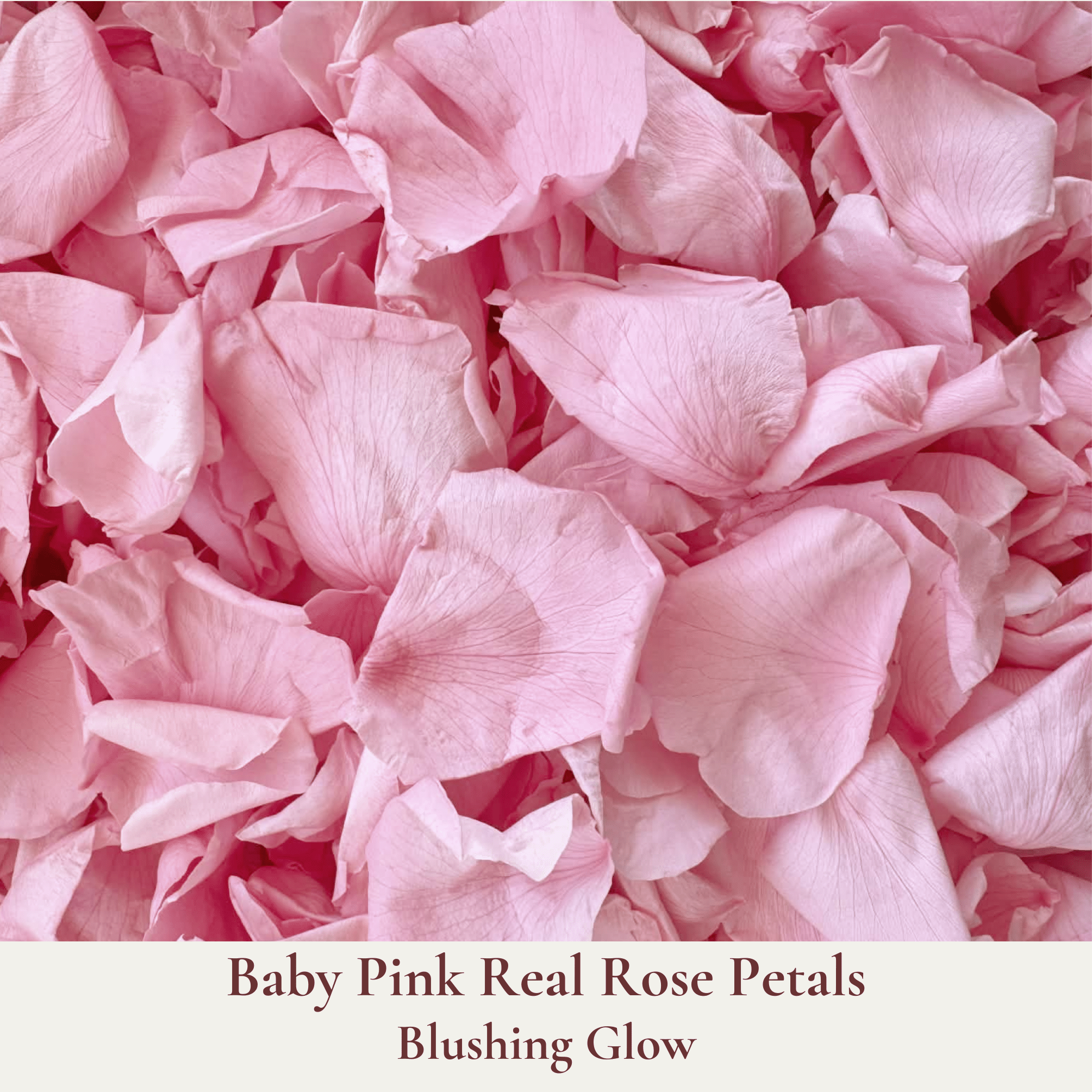 Biodegradable Wedding Confetti – Dried Flower Petal Confetti - Blushing Glow - Dried Flower Confetti - The Sprinkle Bar