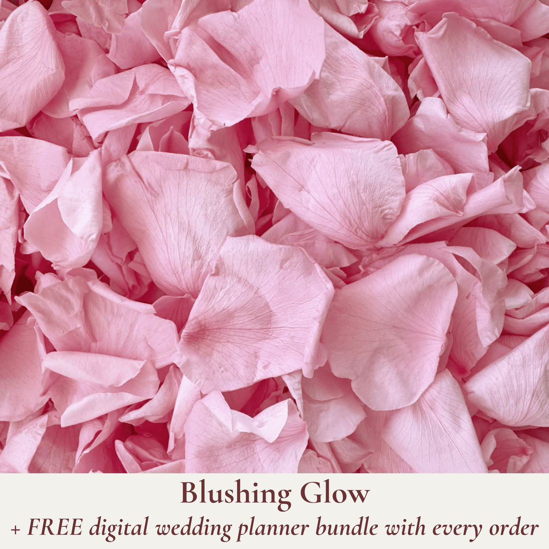 Biodegradable Wedding Confetti – Dried Flower Petal Confetti - Blushing Glow - Dried Flower Confetti - The Sprinkle Bar