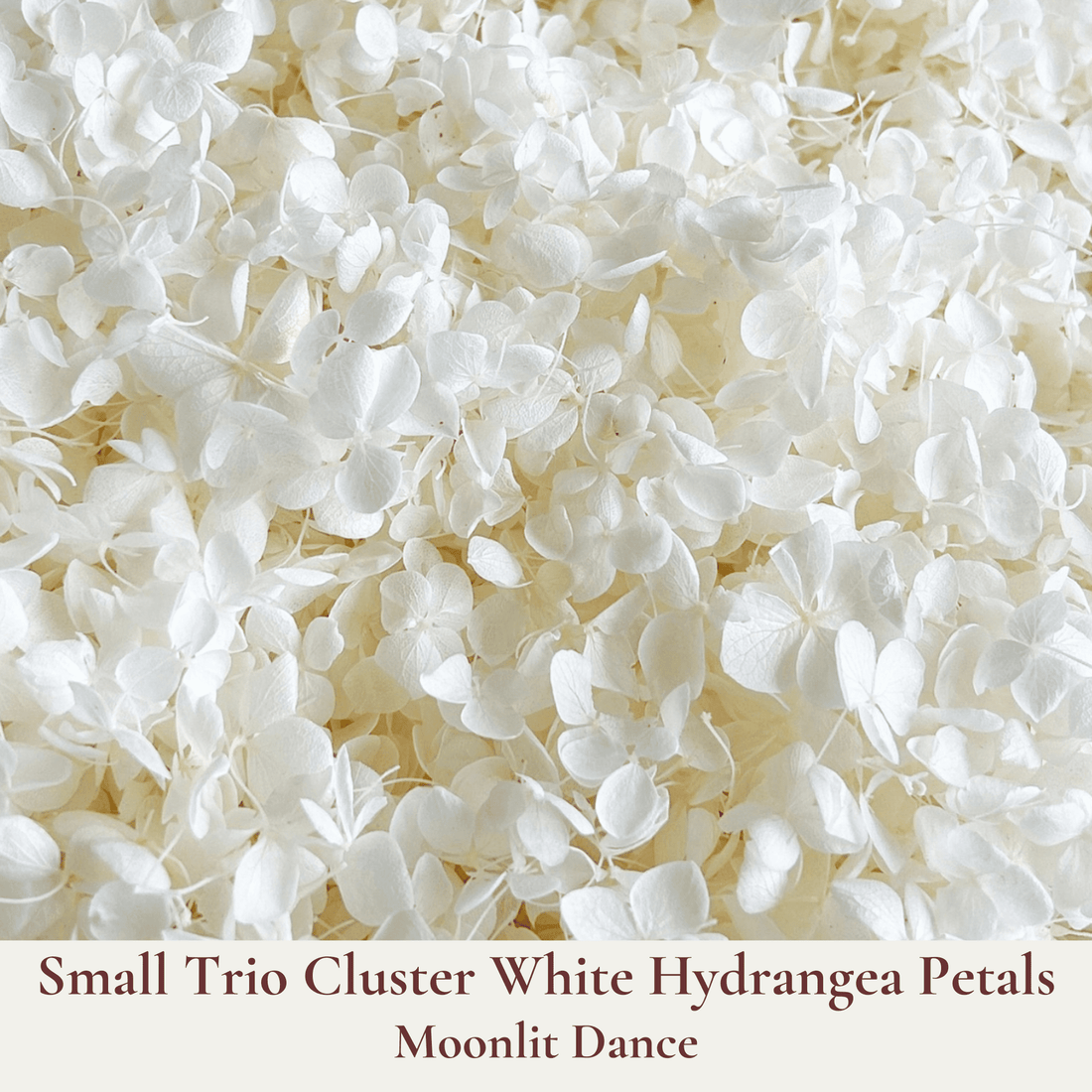 Biodegradable Wedding Confetti – Dried Flower Petal Confetti - Moonlit Dance - Dried Flower Confetti - The Sprinkle Bar