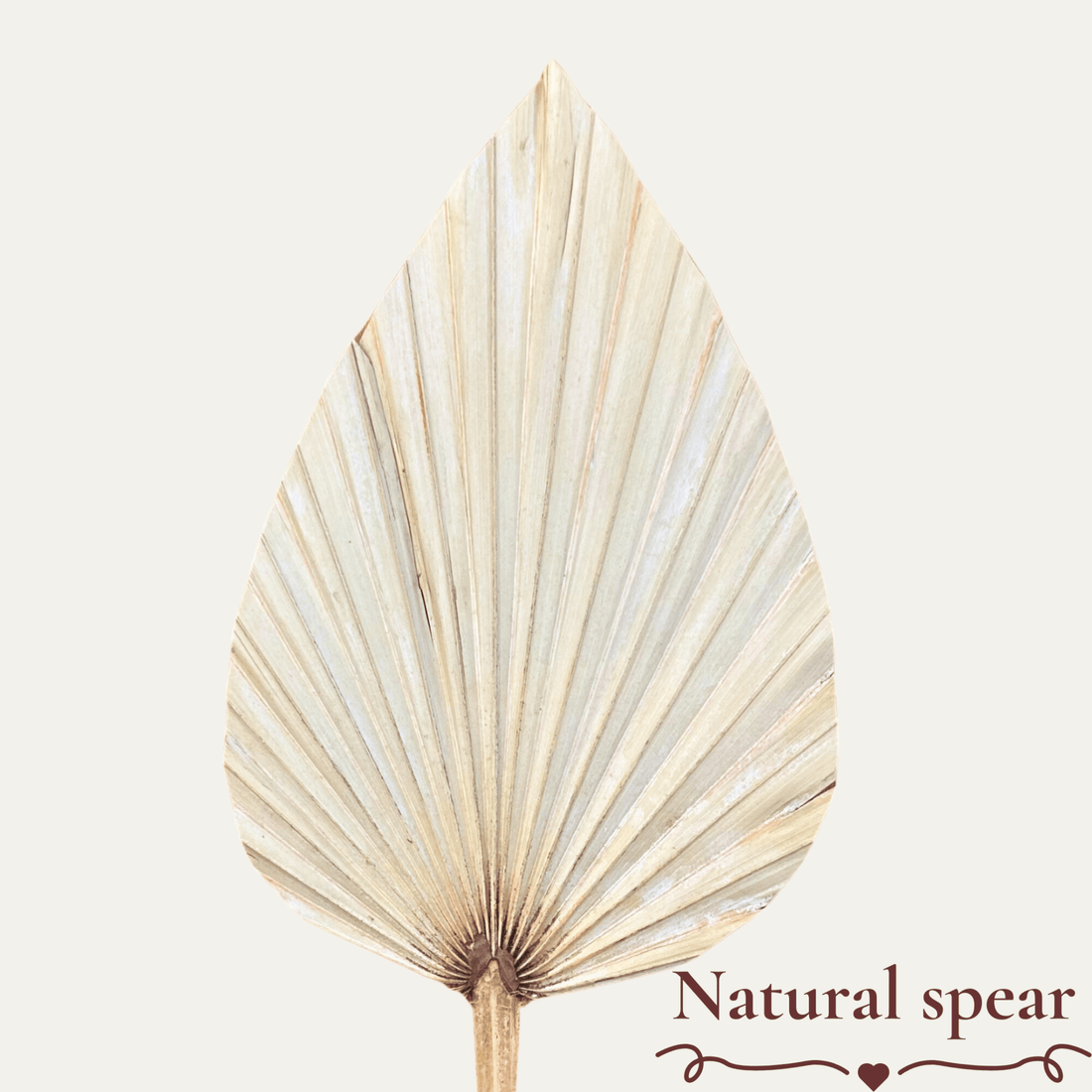 Natural Spear Palm Cake Topper Decoration - Natural Dried Flowers - Cake Decoration - DYI Craft Supplies - The Sprinkle Bar
